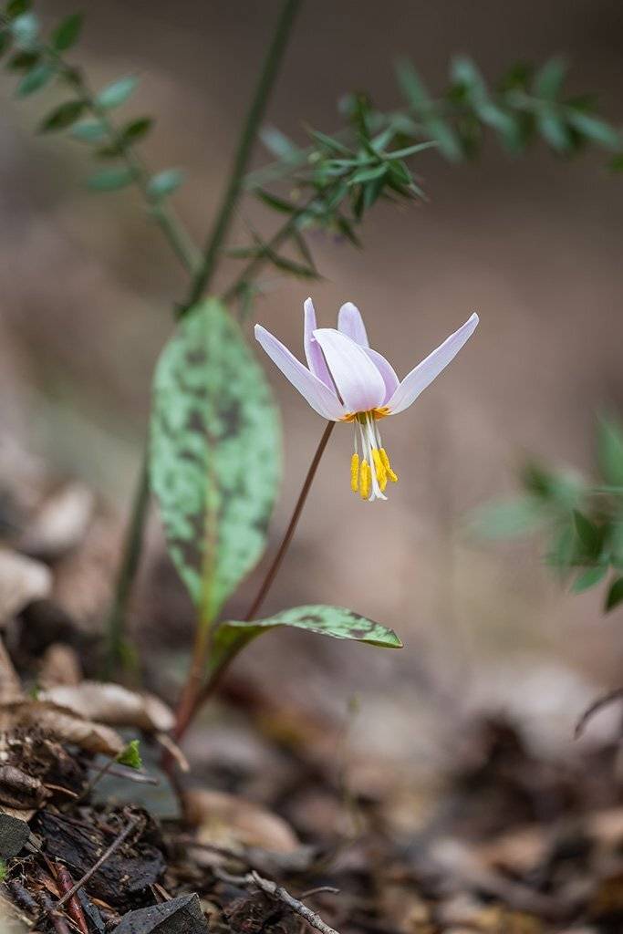 природа, растения, цветы, макро, кандык кавказский, Александр Земляной