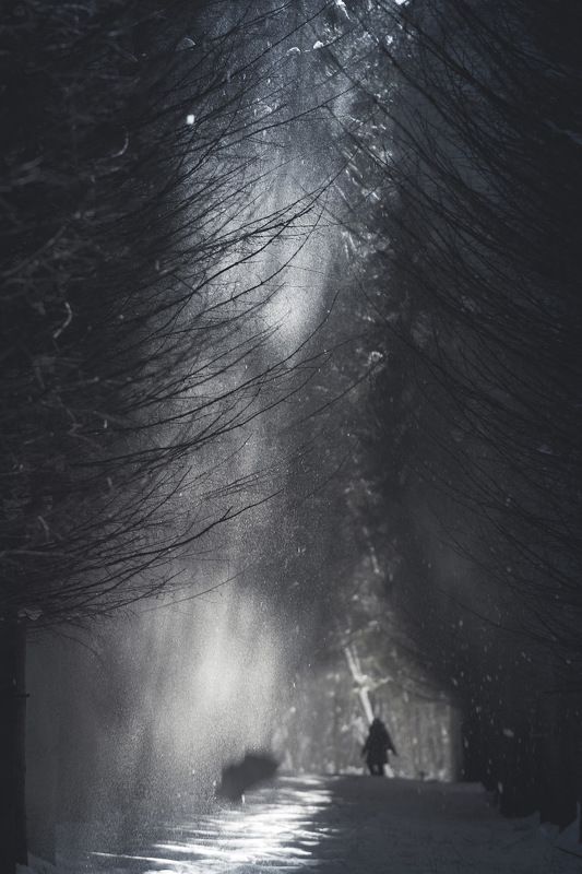 Зимний лесphoto preview