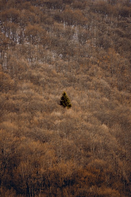 serbia, nature, forest, mountain, slope, tree, alone, isolated, separated, сербия, природа, лес, гора, склон, дерево, один, изолированный, отделенный, Destinyphoto preview