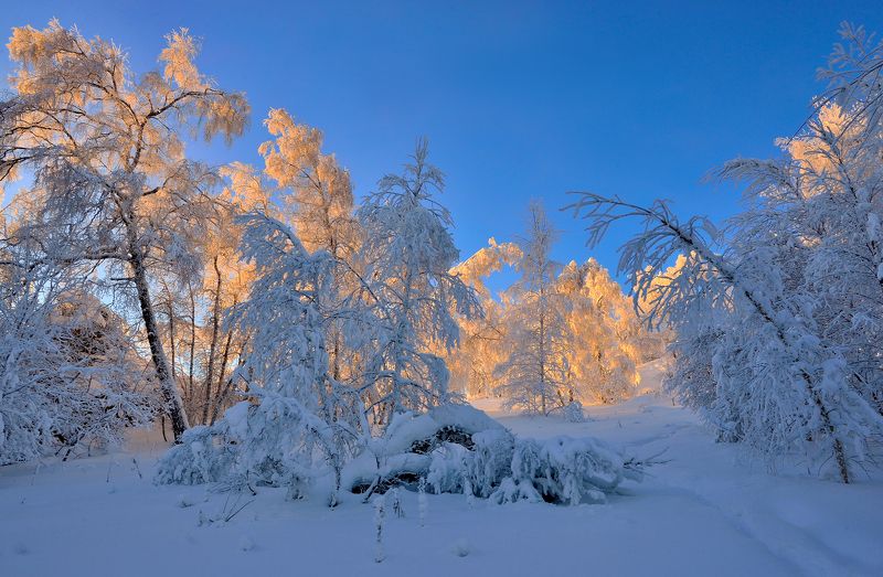 Нежность зимыphoto preview
