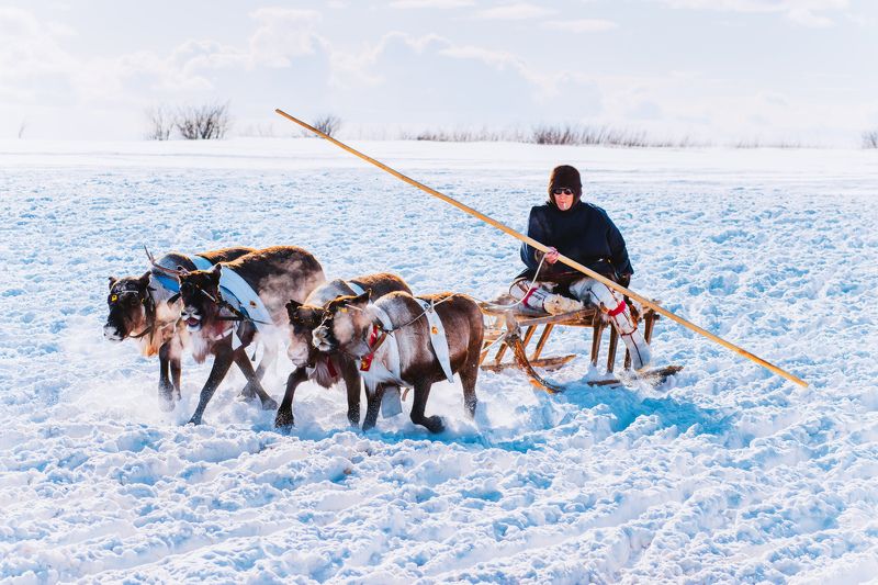 ямал, салехард , гонки ,ямал ,янао, олени, природа ,полярный урал \