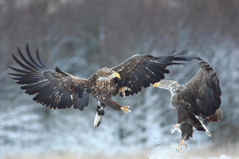 Give me five! фото превью