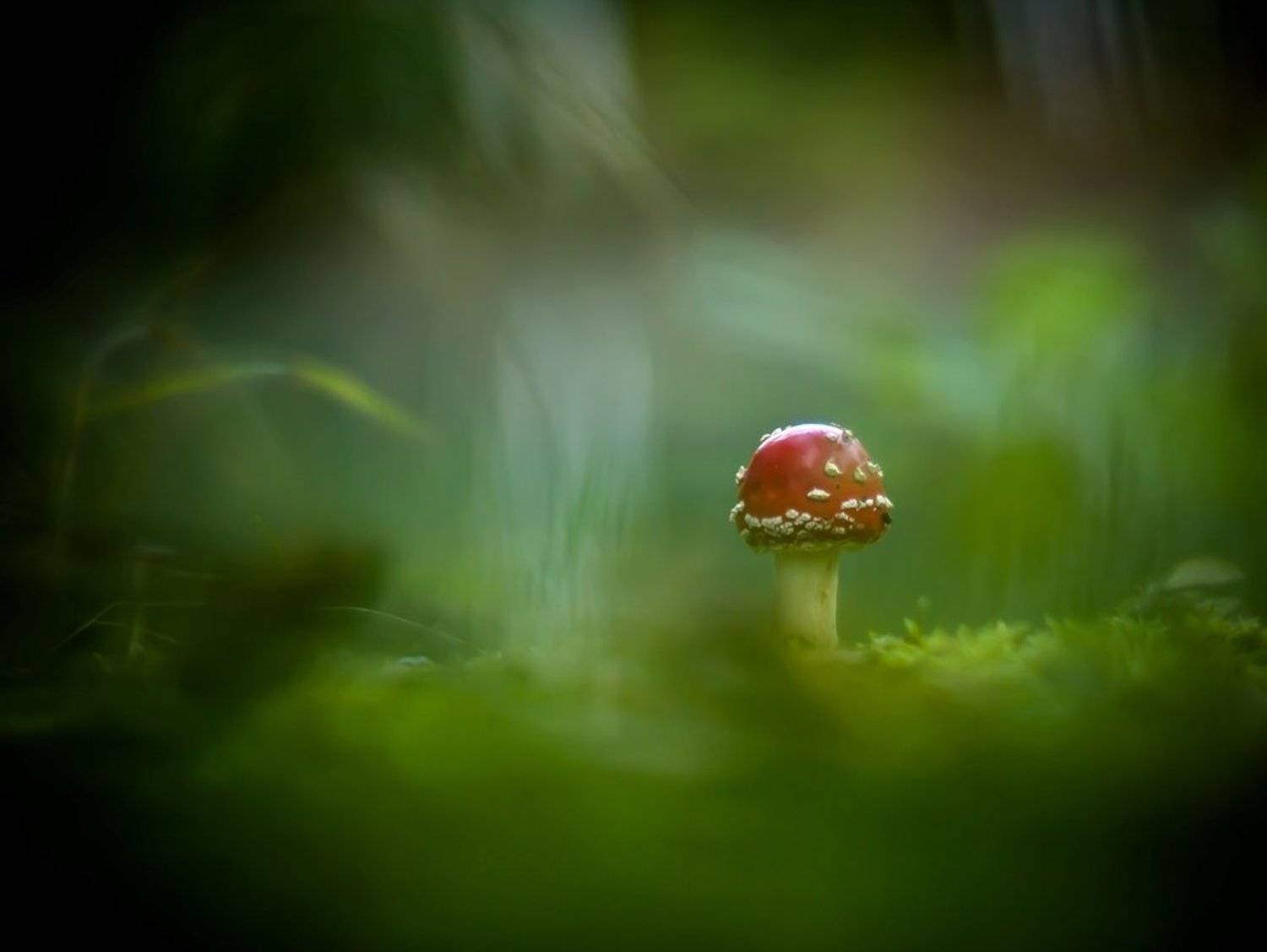 Осенняя акварель.... Автор: Germanic , Germanic