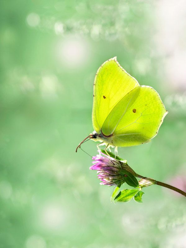 макро, бабочка, лимонница, крушинница, клевер, природа photo preview