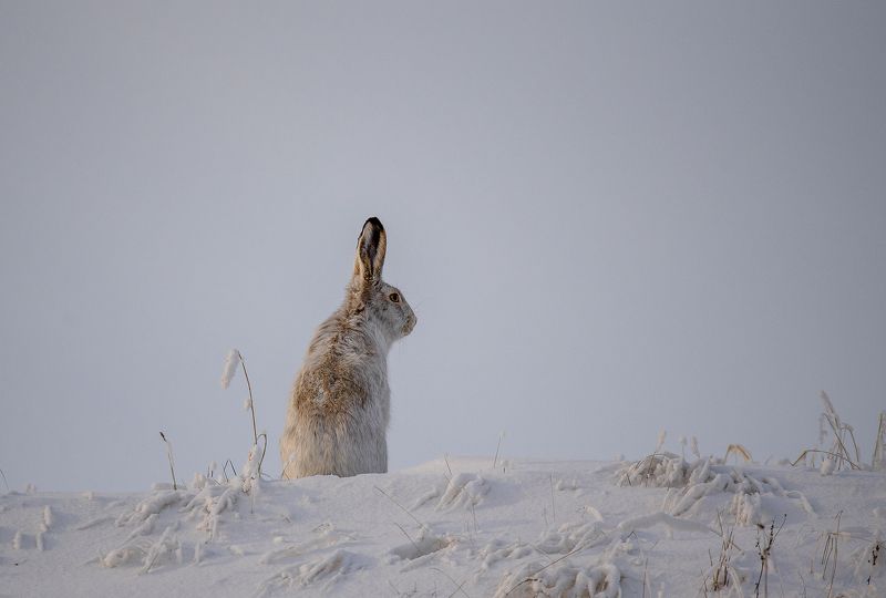 Про зайца...photo preview