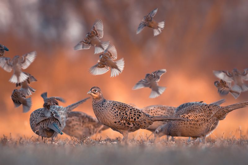 pheasant, sparrow, tree sparrow photo preview