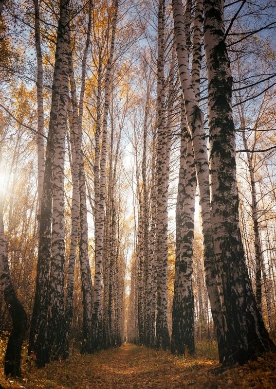 Капризы осениphoto preview