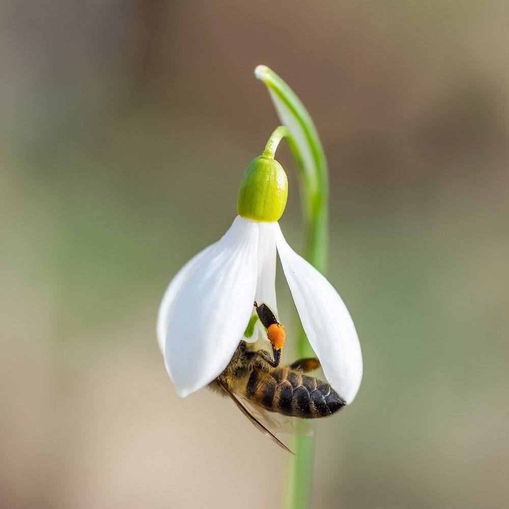 Однажды в феврале!. Автор: Александр Земляной природа, макро, насекомые, растения, перепончатокрылые, пчела, цветы, первоцветы, подснежник, галантус, Александр Земляной