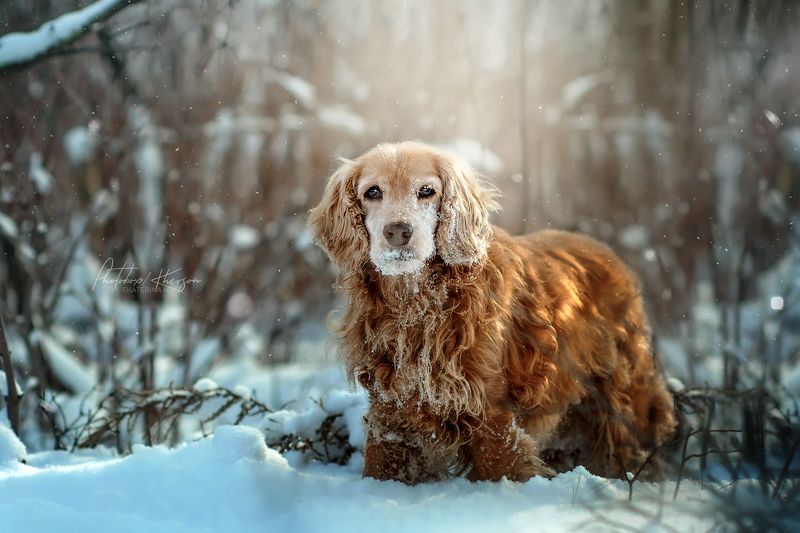 собака, анималистика, зима, лес, портрет, бордер колли, спаниель Зимаphoto preview