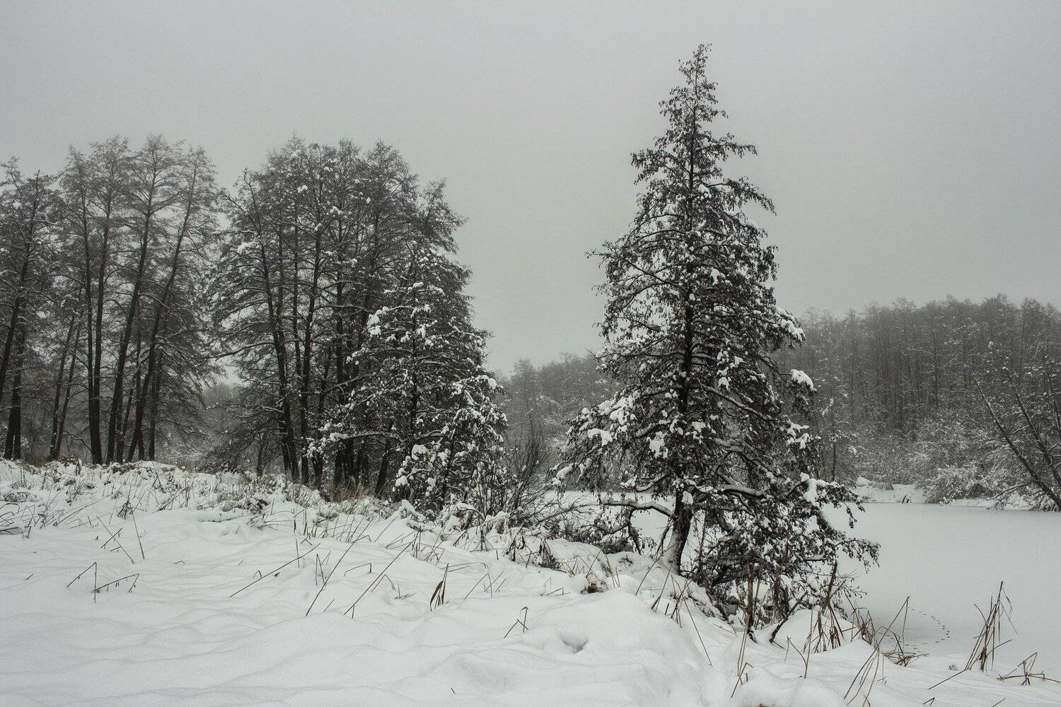 Автор: Руслан Востриков лес, зима, снег, туман, Руслан Востриков