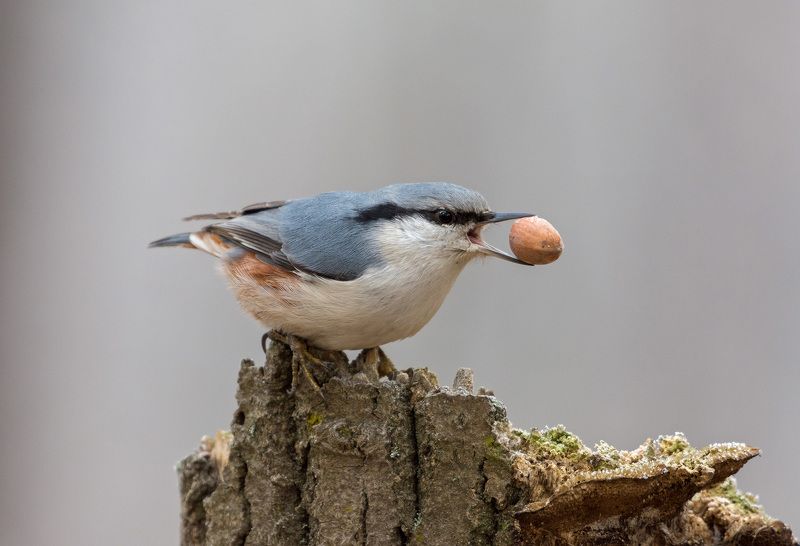 поползень поползеньphoto preview