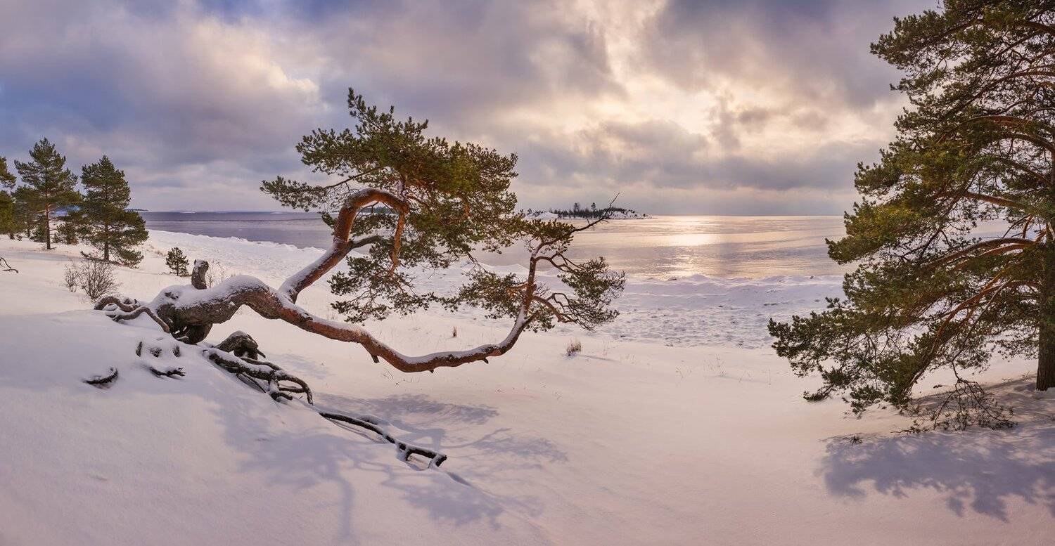 "Сосна красавица". Автор: Арсений Кашкаров зимняя ладога, ладожское озеро, карелия, шхеры, лед, сосна, койонсаари, пляж, Арсений Кашкаров