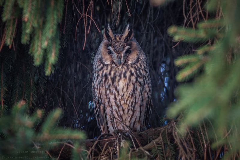 owl, wildlife, wildlife photography, анималистика, сова, фотоохота, birds, nature, птицы Ушастая соваphoto preview