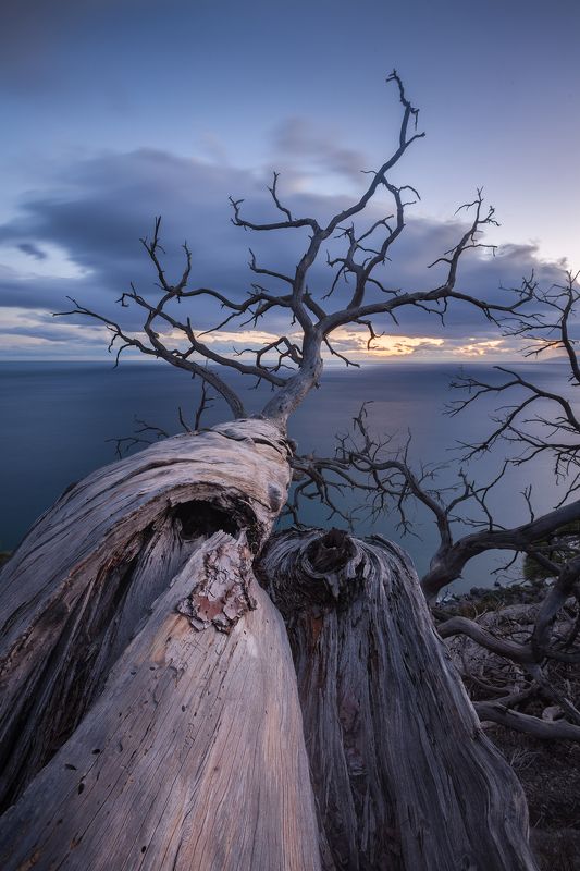 Крымский Мафусаилphoto preview