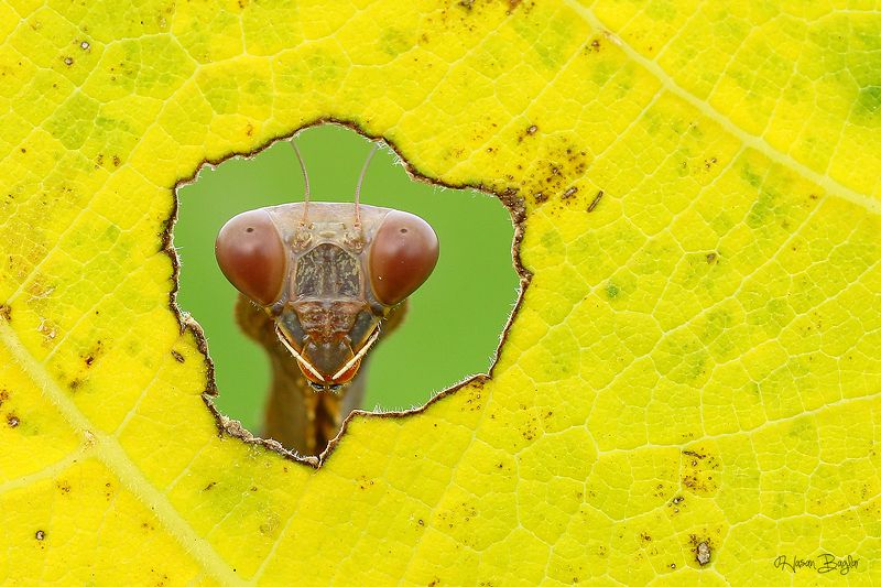 #praying#mantis#macro#look#at#the#window#cyprus#northcyprus Window Of Autumnphoto preview