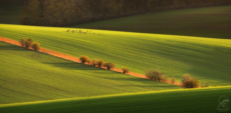пейзаж, природа, поле, моравия, чехия,косули ...Гуляют там животные невиданной красы... фото превью