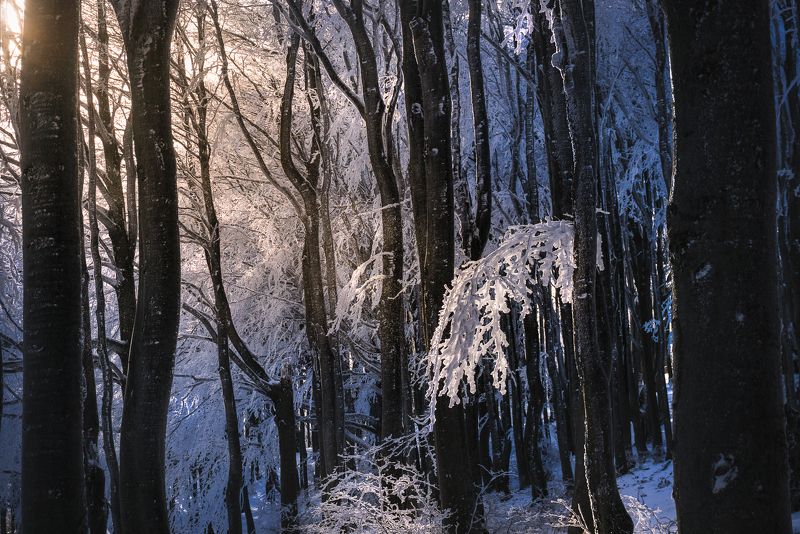 bulgaria, central balkan, peak, hut, adventure, travel, snow, ice, winter Just a twigphoto preview