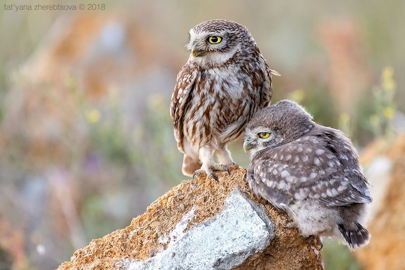 my-mriya Домовые сычиphoto preview