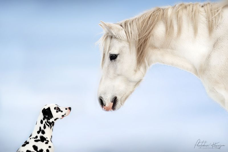 собака, лошадь, анималистика, зима, поле, портрет, далматин, пони Друзьяphoto preview