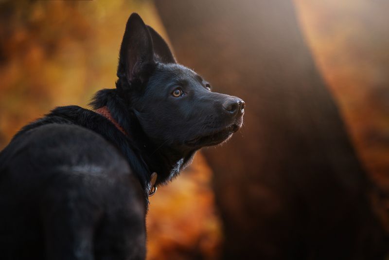 Щенок немецкой овчаркиphoto preview