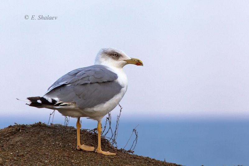 хохоту́нья,степная чайка,larus cachinnans,birds,птица,птицы,фотоохота,чайка Опять штормитphoto preview