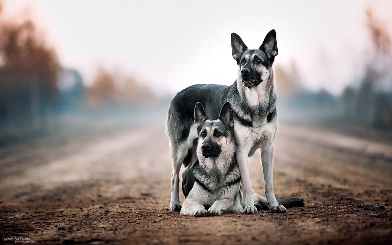 собака, природа, поле, овчарка Под маминой защитойphoto preview