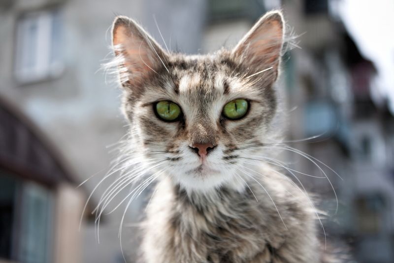 кот, кошка, усы, морда, глаза, взгляд гипнозphoto preview