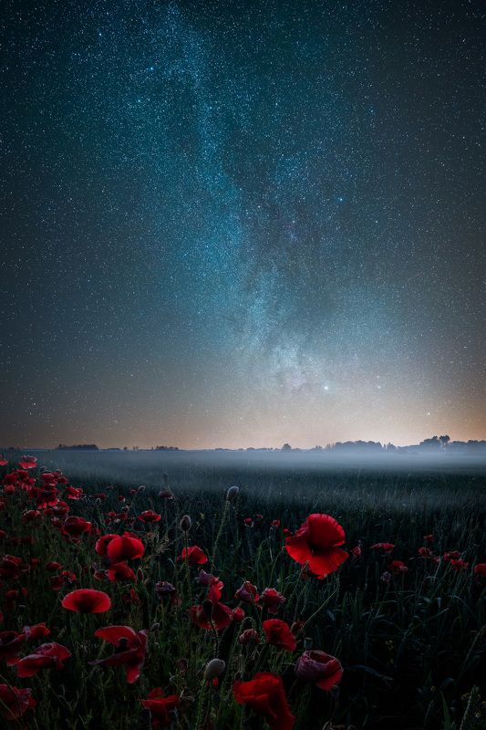 milkyway latvia poppies fog  Poppies and starsphoto preview