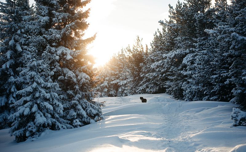 россия, зима, январь, снег, урал, лес, природа, собака, солнце photo preview