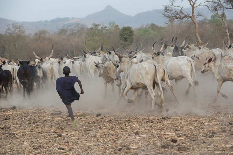 камерун, зебу, африка, дети Детствоphoto preview