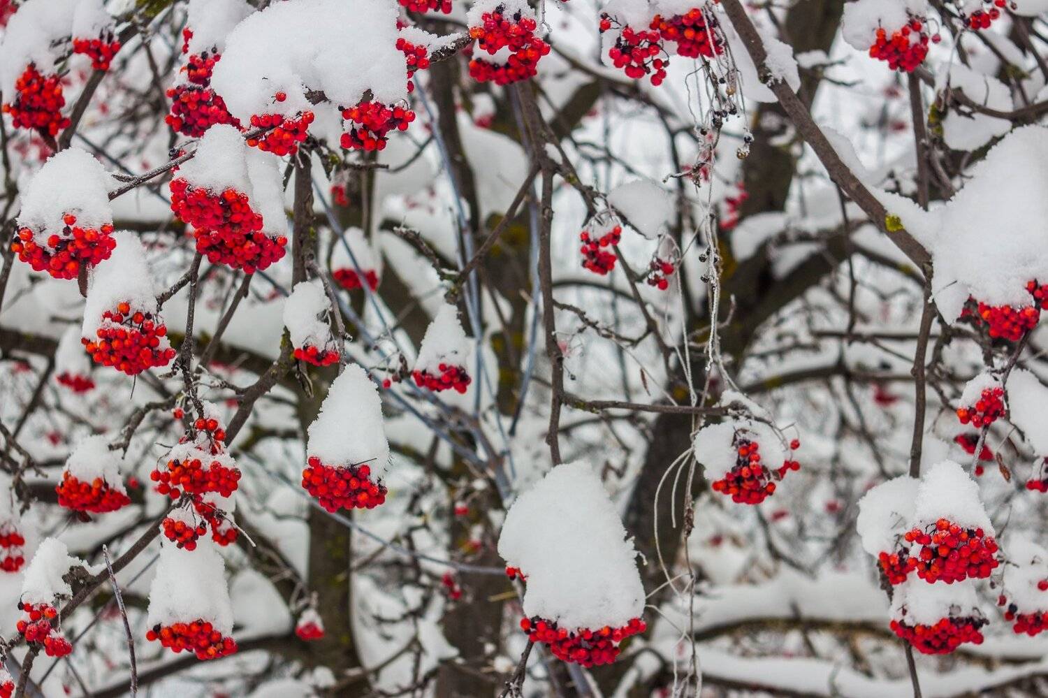 рябина, снег, зима, Руслан Востриков
