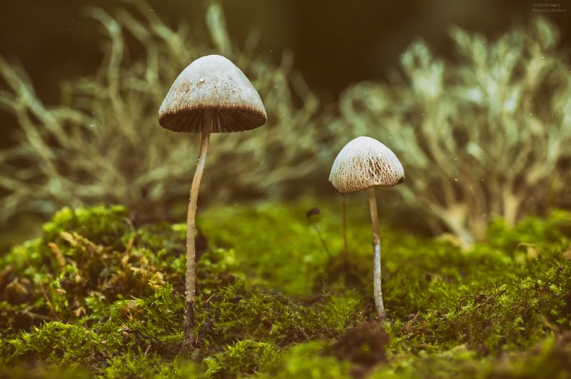 макро, природа, грибы, мох,macro, nature, mushrooms, moss, ***photo preview