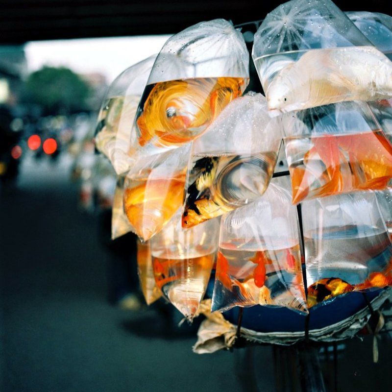 Gold-fishphoto preview