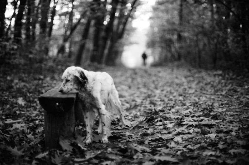 autumn has come to rest in her garden фото превью