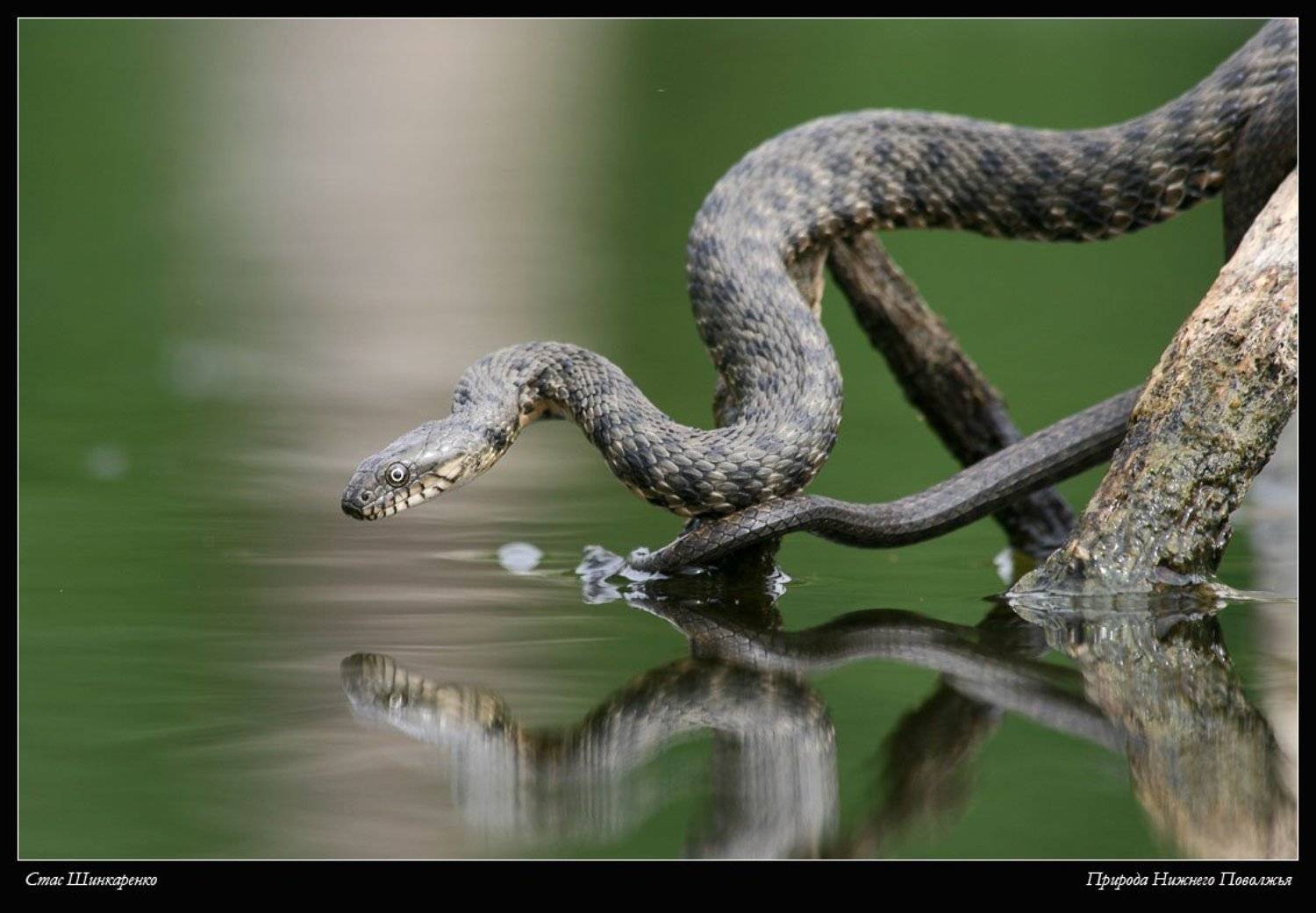 Уж - рыболов. Автор: Стас Шинкаренко , Стас Шинкаренко
