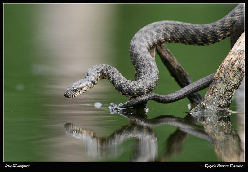 Уж - рыболовphoto preview