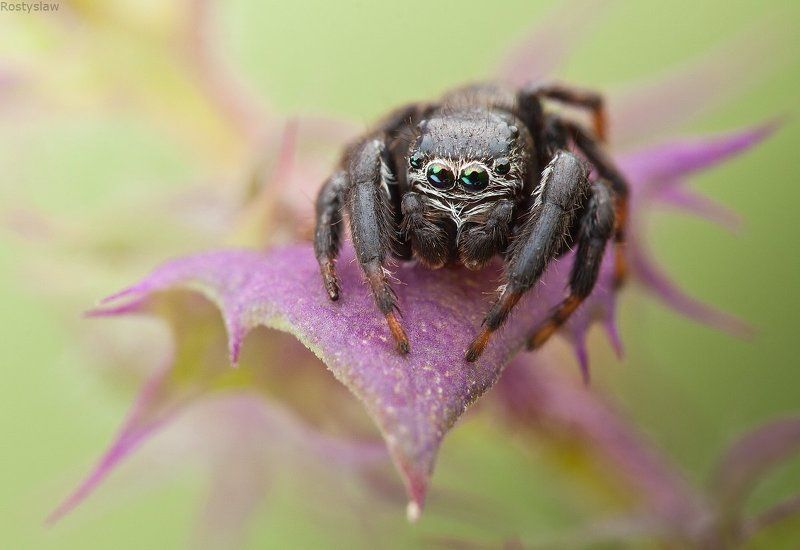 ростислав Глазастикphoto preview