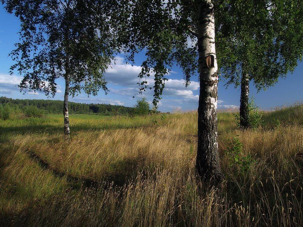 , Владимир Перепечаев