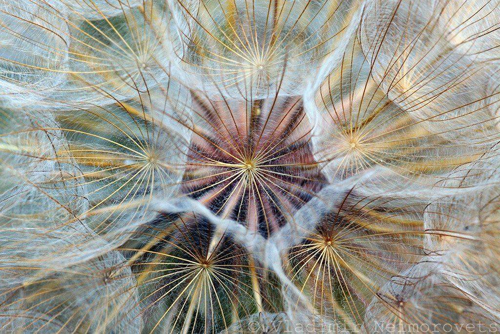 Пентаграмма. Автор: Vladimir Neimorovets краснодарский край, северский район, северо-западный кавказ, norh-west caucasus, krasnodar territory, козлобородник, tragopogon sp., salsify, семена, seeds, Vladimir Neimorovets