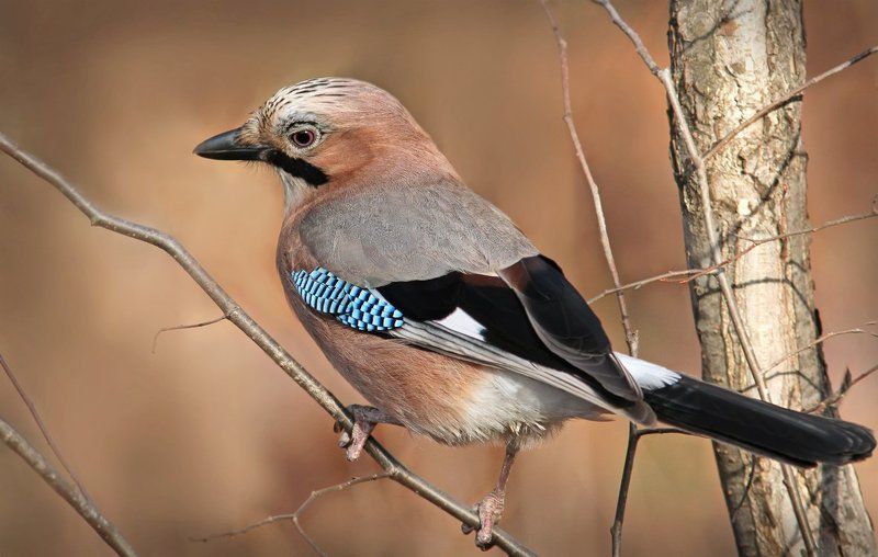 Застенчивая.photo preview