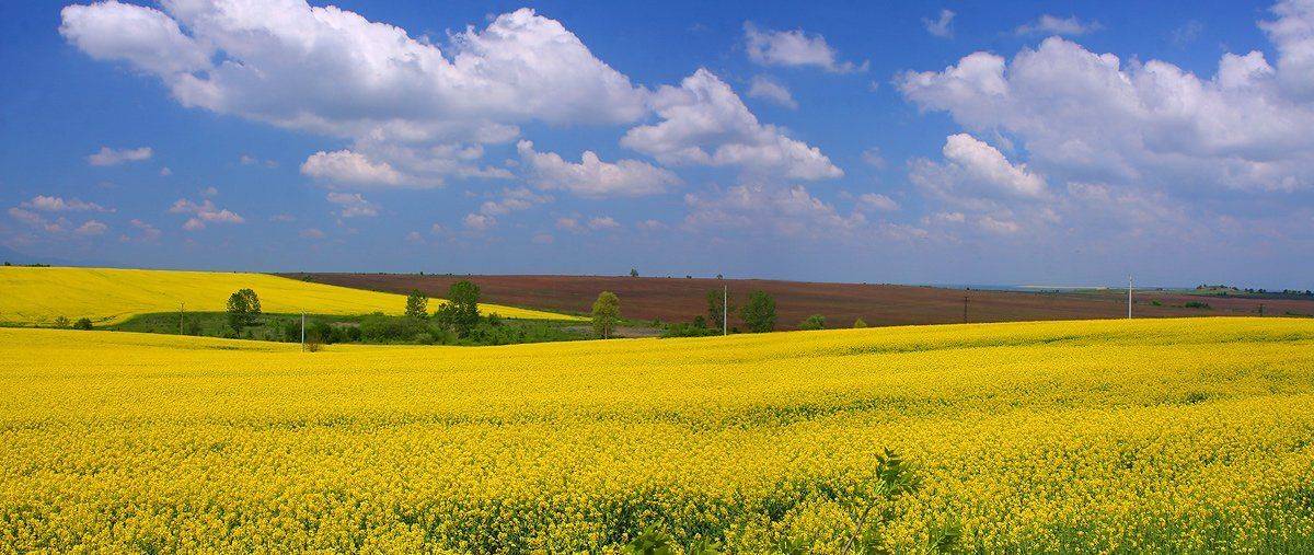 *. Автор: Kostadin Momchilov , Kostadin Momchilov