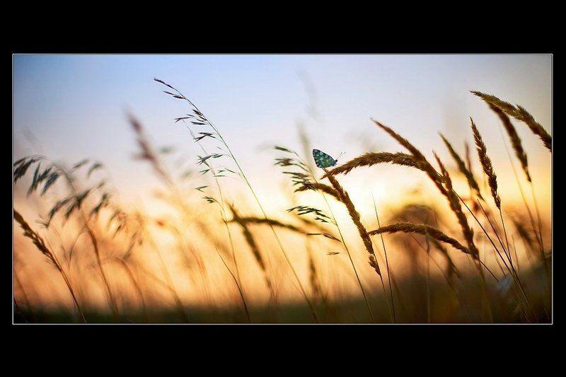 бабочка, вечер, лето, август Августовский вечерphoto preview