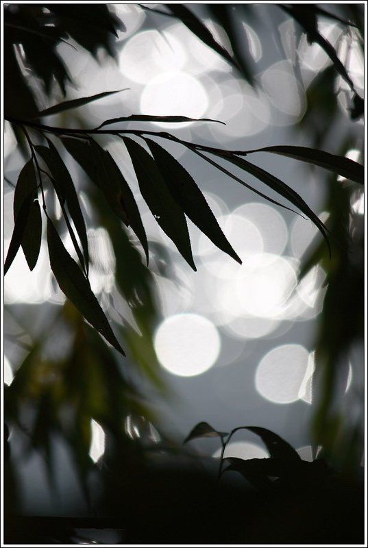 блик, бокэ *~*~*photo preview