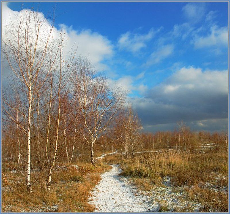 Березкиphoto preview