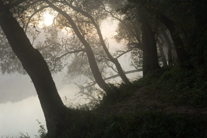 утро, деревья, река, десна, туман, восход, тропинка Отклонение от курсаphoto preview