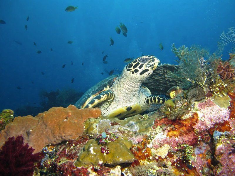 кораллы , подводная фотография , underwater , Очарованиеphoto preview