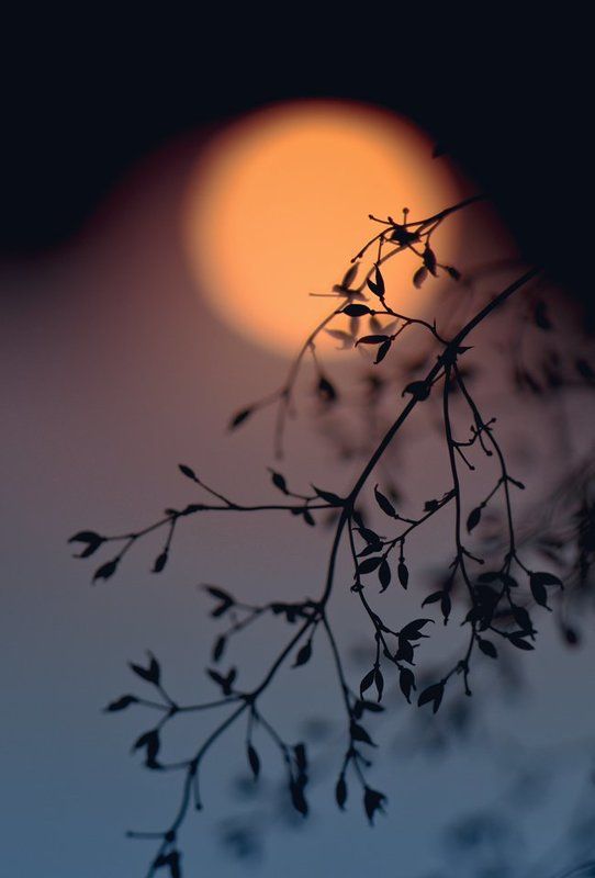 ...мелодия заката...photo preview