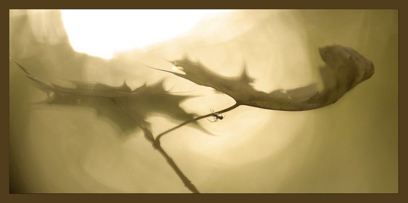 Крыльяphoto preview