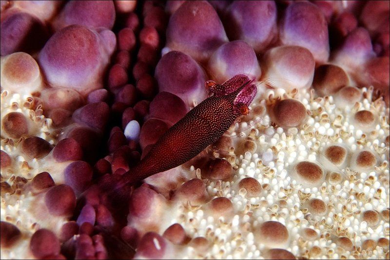 imperial, shrimp, sipadan, underwater, star Imperial shrimpphoto preview