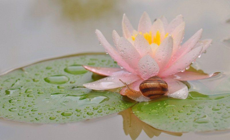 После дождяphoto preview